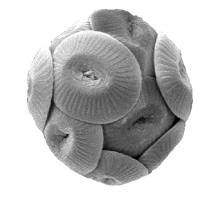 Coccolithus pelagicus coccosphere