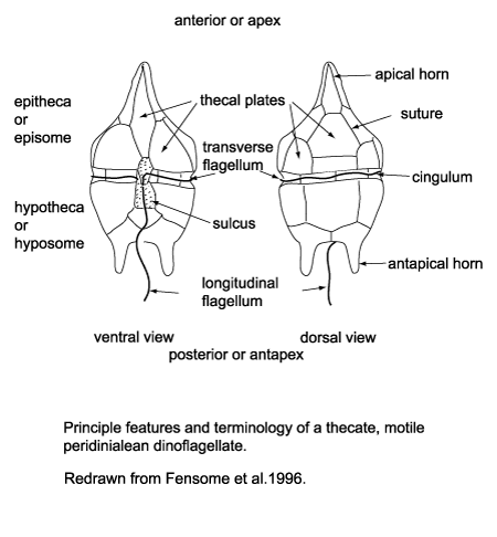 pinciple features of thecate motile peridinialean dinoflagellate click to view larger version