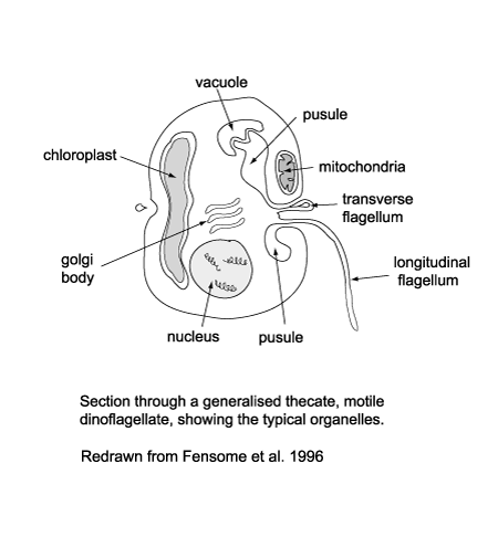 section through a thecate motile dinoflagellate click to view larger version
