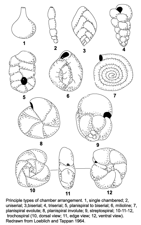  diagram showing principle chamber arrangements click to view larger version