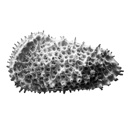 ostracod Acanthocythereis