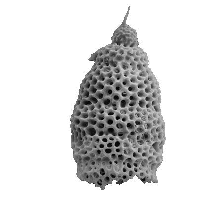 Radiolaria Stichomitra sp.