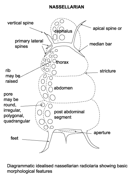 diagrammatic cross-section of nassellarian radiolaria click to view larger version